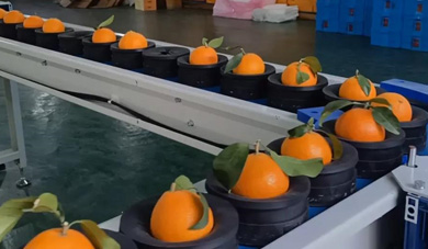 Kaipu free fruit tray-type intelligent sorting system leads the quality upgrade of red beauty citrus