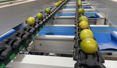 Kaipu Technology helps Hainan Qiongzhong green oranges in high-quality sorting