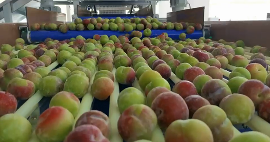 屏山县电商协会会长龙先鸿介绍