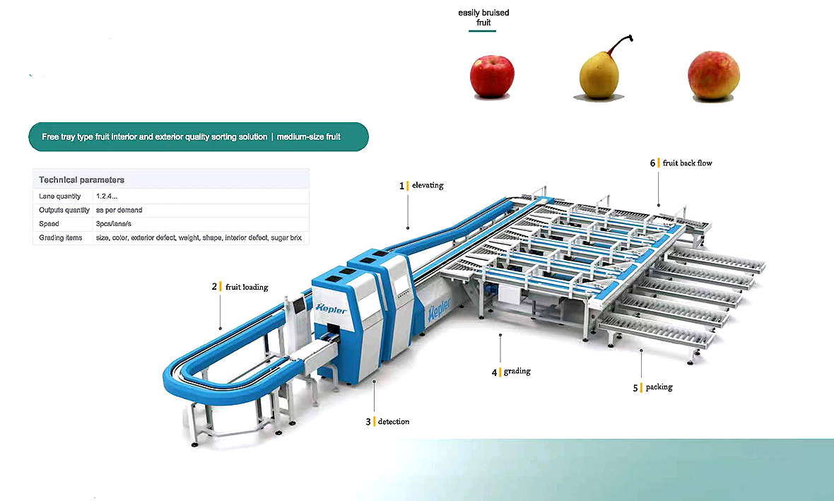 kiwi fruit sorting machine-1